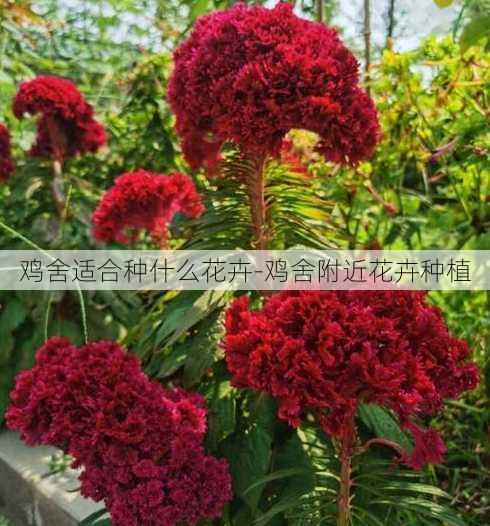 鸡舍适合种什么花卉-鸡舍附近花卉种植