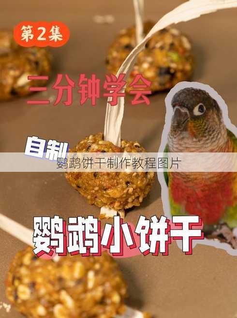 鹦鹉饼干制作教程图片