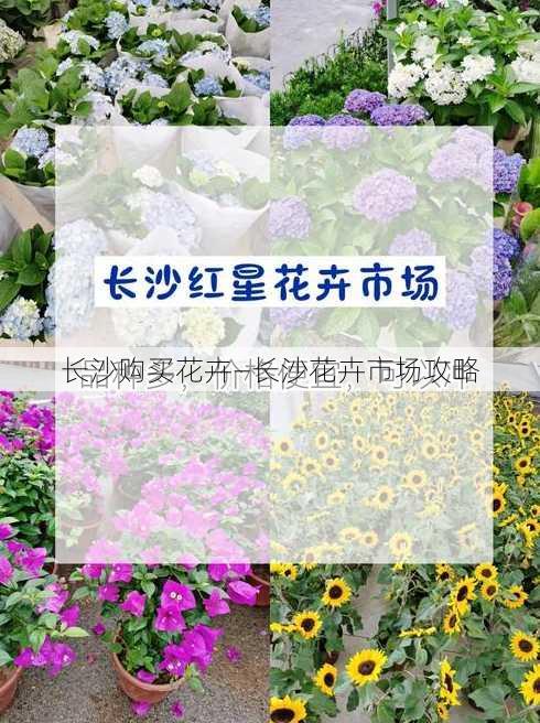 长沙购买花卉—长沙花卉市场攻略