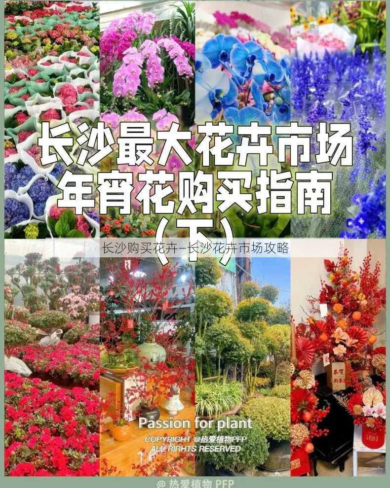 长沙购买花卉—长沙花卉市场攻略