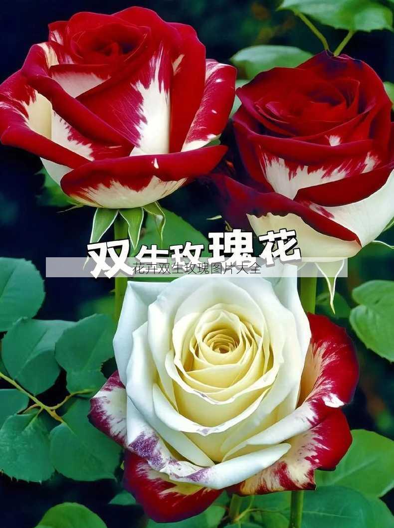 花卉双生玫瑰图片大全