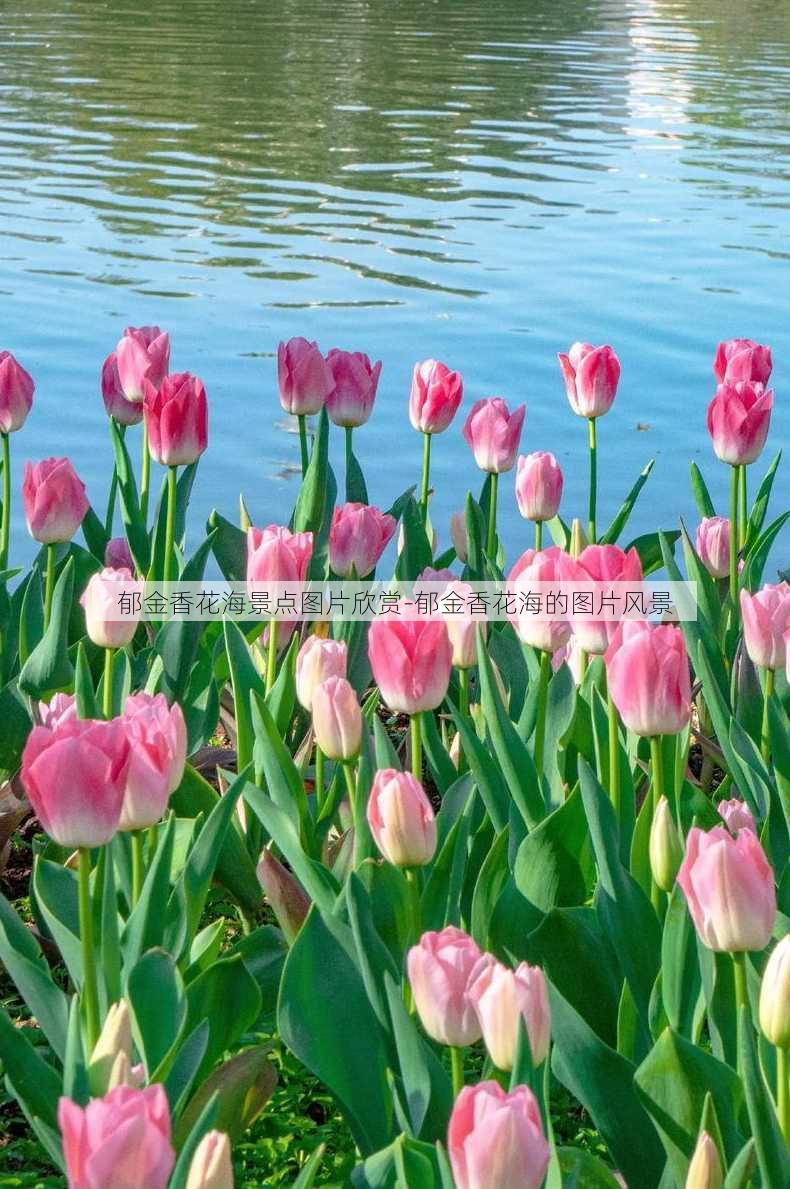 郁金香花海景点图片欣赏-郁金香花海的图片风景