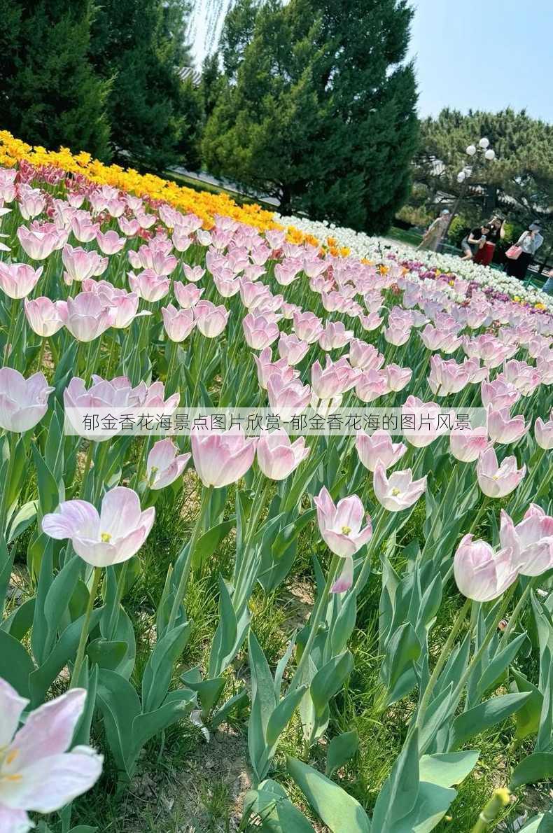 郁金香花海景点图片欣赏-郁金香花海的图片风景