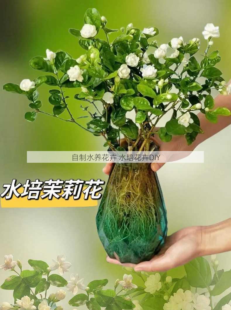 自制水养花卉 水培花卉DIY