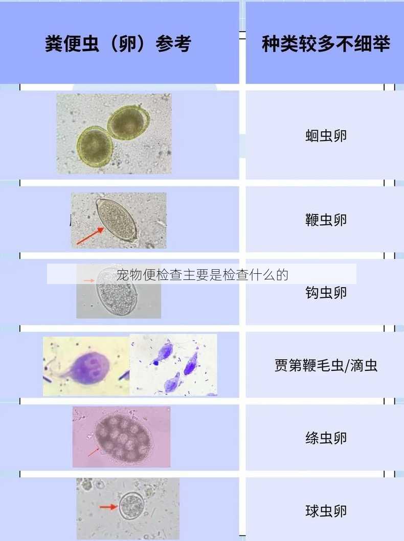 宠物便检查主要是检查什么的