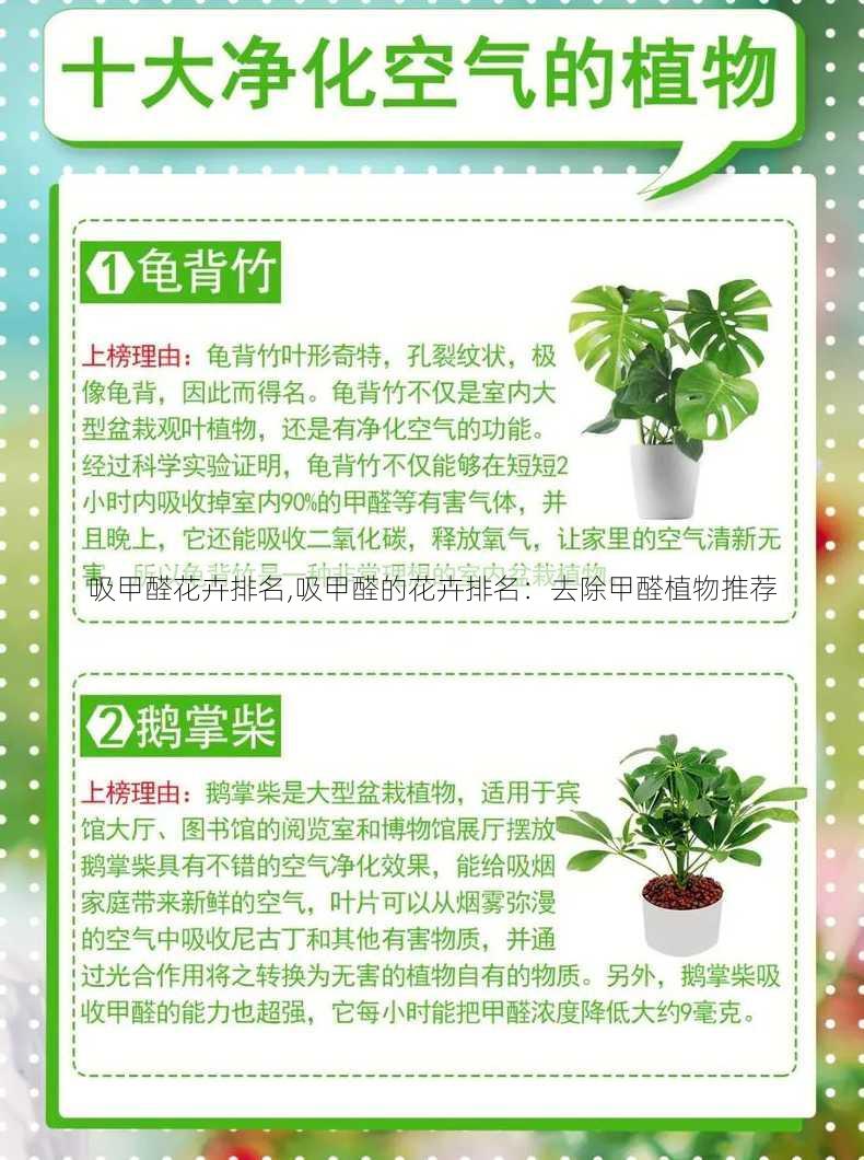 吸甲醛花卉排名,吸甲醛的花卉排名：去除甲醛植物推荐