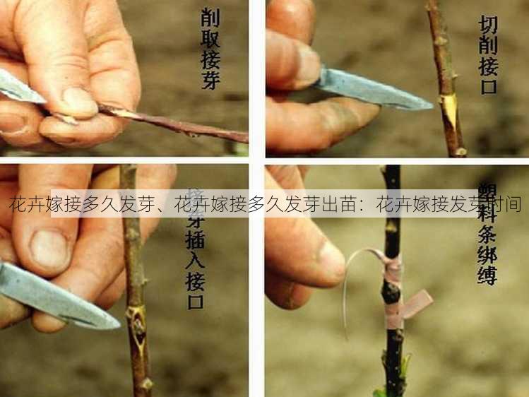 花卉嫁接多久发芽、花卉嫁接多久发芽出苗：花卉嫁接发芽时间