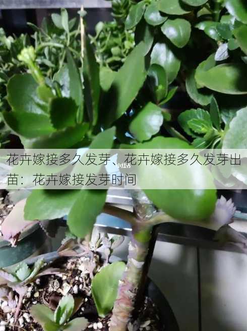 花卉嫁接多久发芽、花卉嫁接多久发芽出苗：花卉嫁接发芽时间