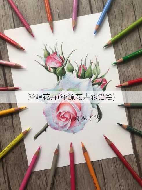 泽源花卉(泽源花卉彩铅绘)