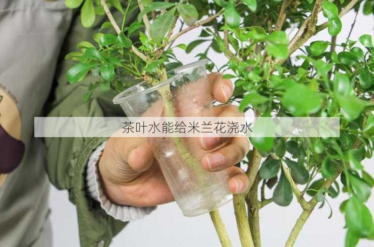 茶叶水能给米兰花浇水