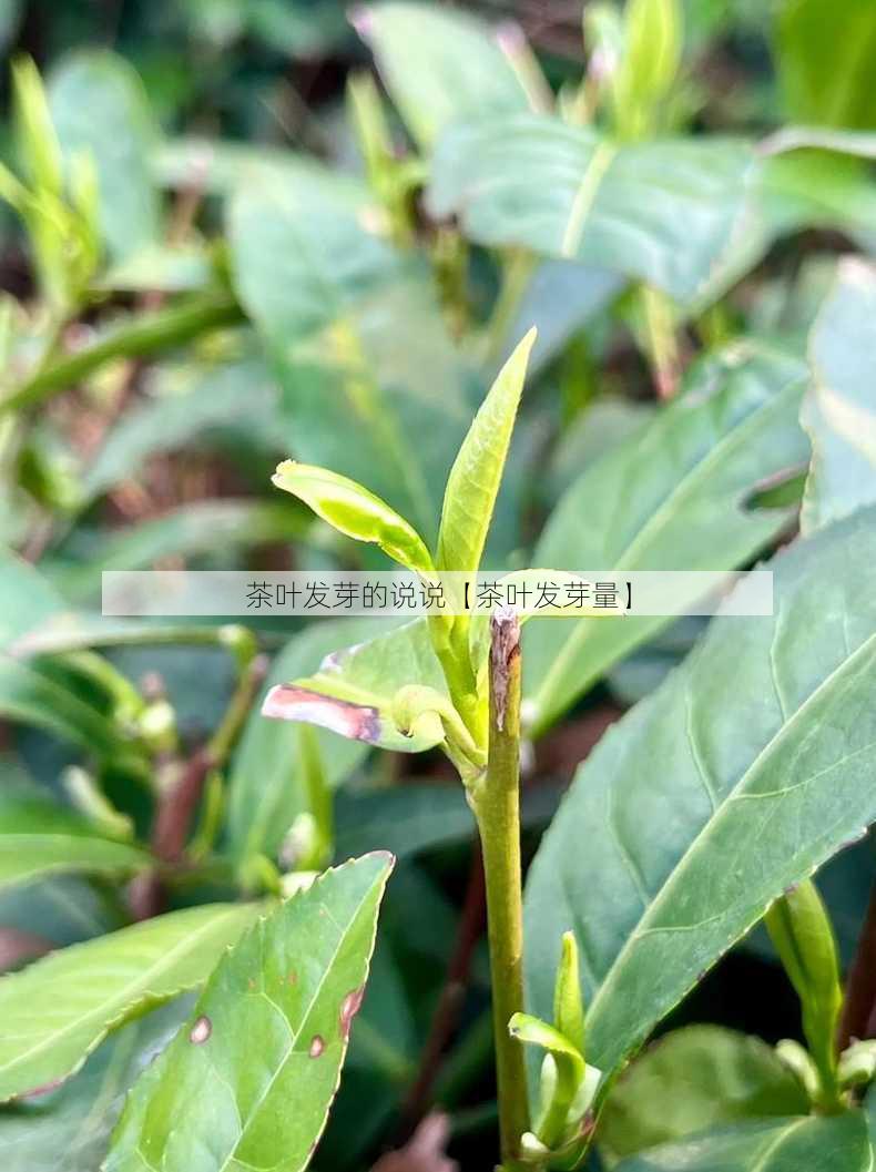 茶叶发芽的说说【茶叶发芽量】