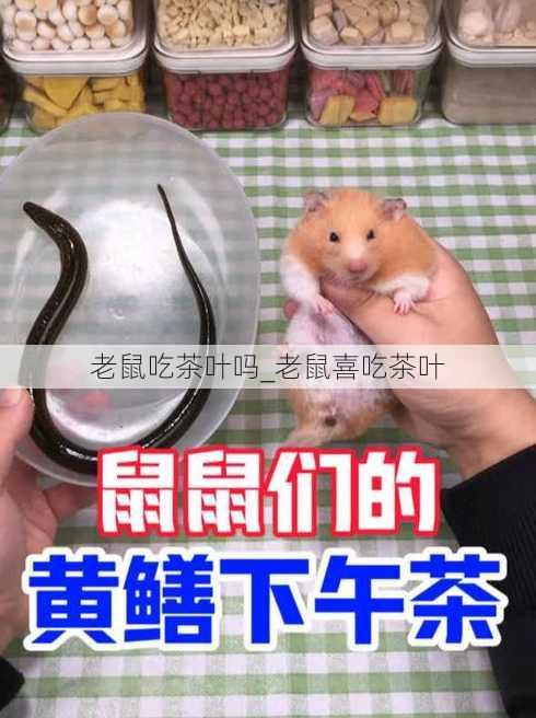 老鼠吃茶叶吗_老鼠喜吃茶叶