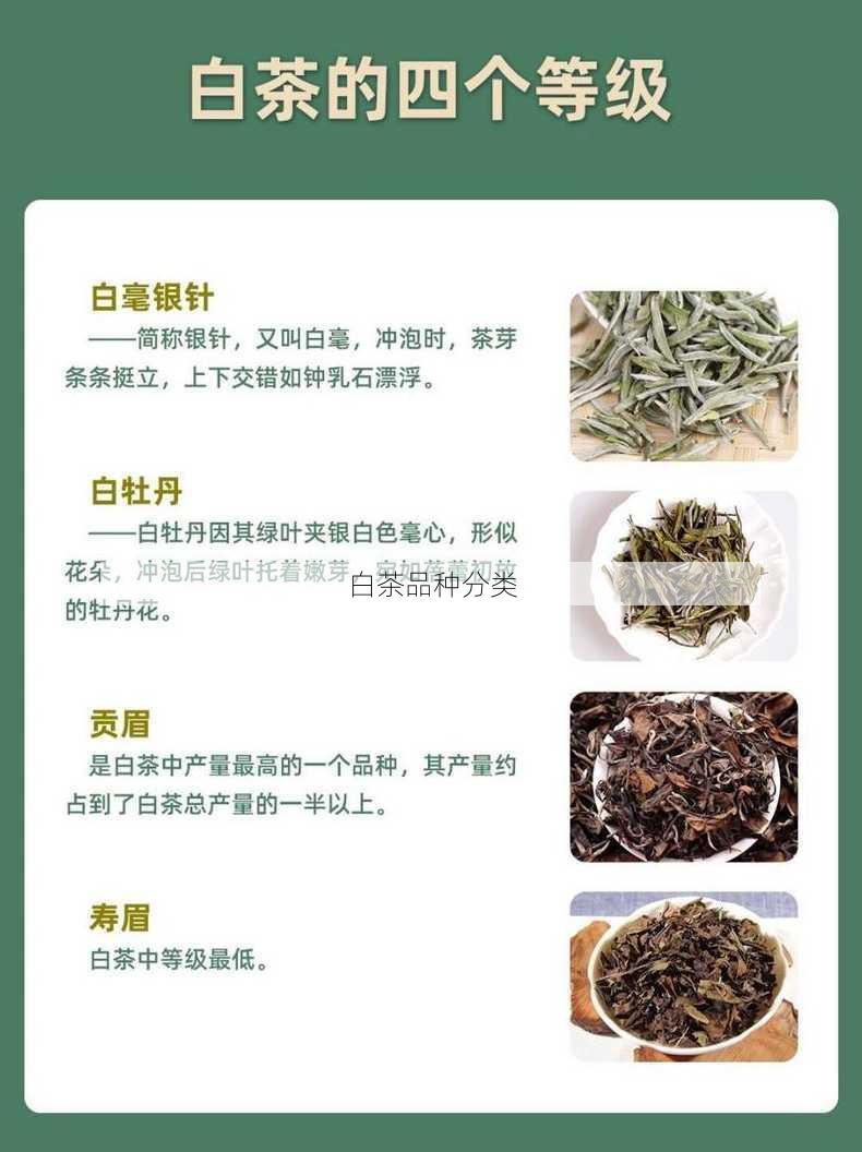 白茶品种分类