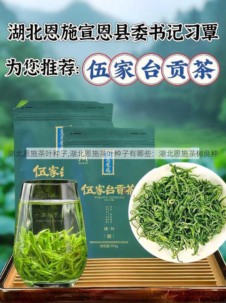 湖北恩施茶叶种子,湖北恩施茶叶种子有哪些：湖北恩施茶树良种