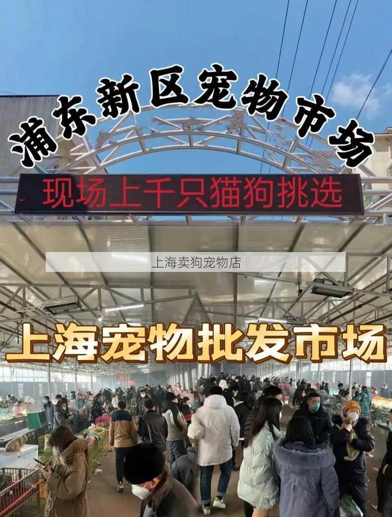 上海卖狗宠物店