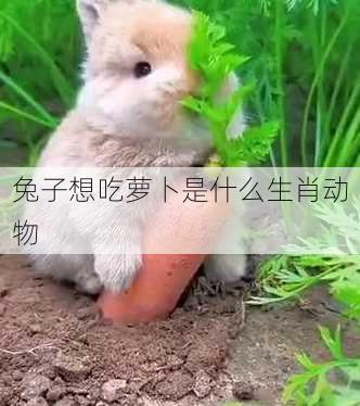 兔子想吃萝卜是什么生肖动物