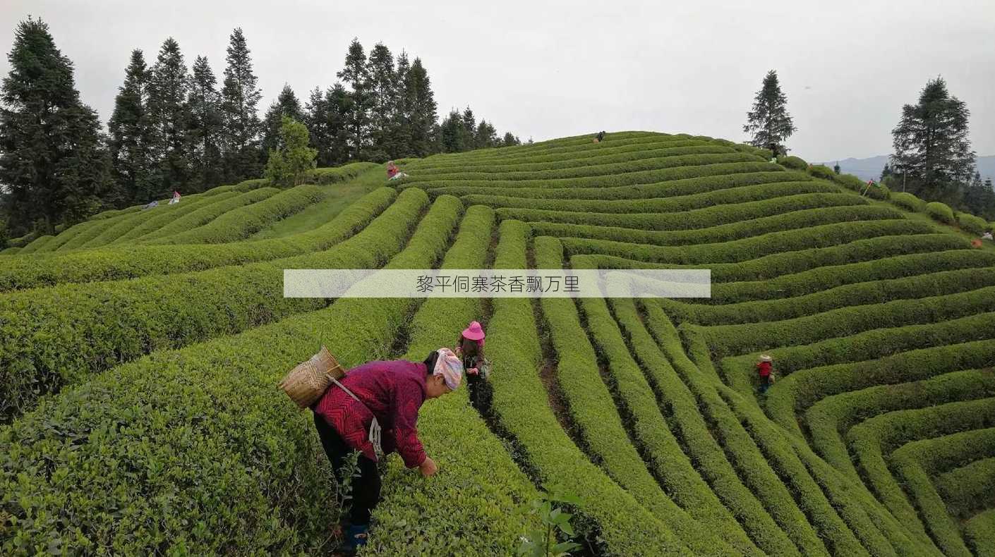 黎平侗寨茶香飘万里