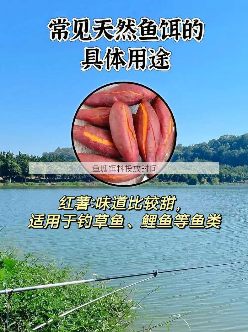 鱼塘饵料投放时间