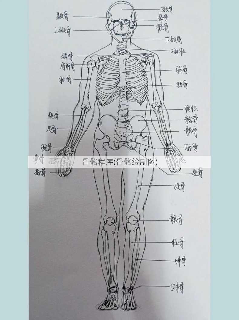 骨骼程序(骨骼绘制图)