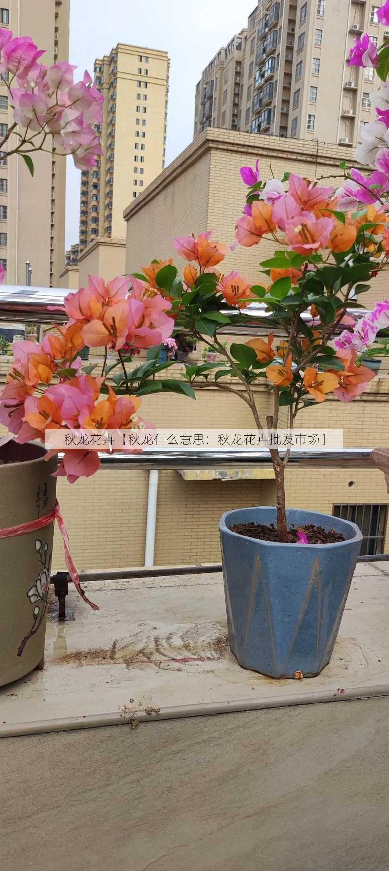 秋龙花卉【秋龙什么意思：秋龙花卉批发市场】