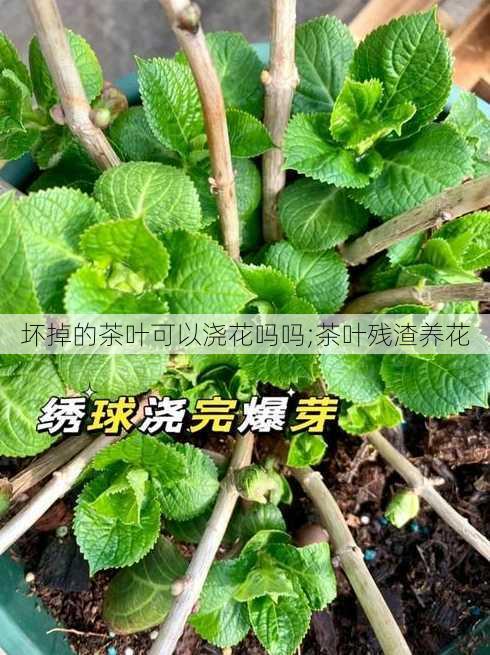 坏掉的茶叶可以浇花吗吗;茶叶残渣养花