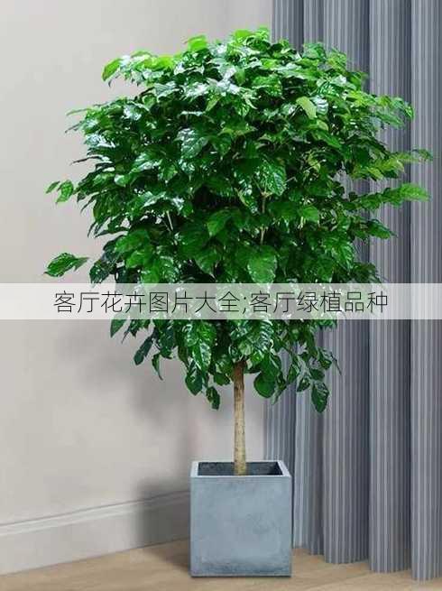 客厅花卉图片大全;客厅绿植品种