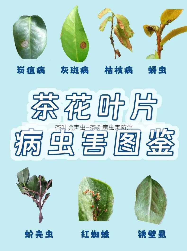 茶叶除害虫—茶树病虫害防治