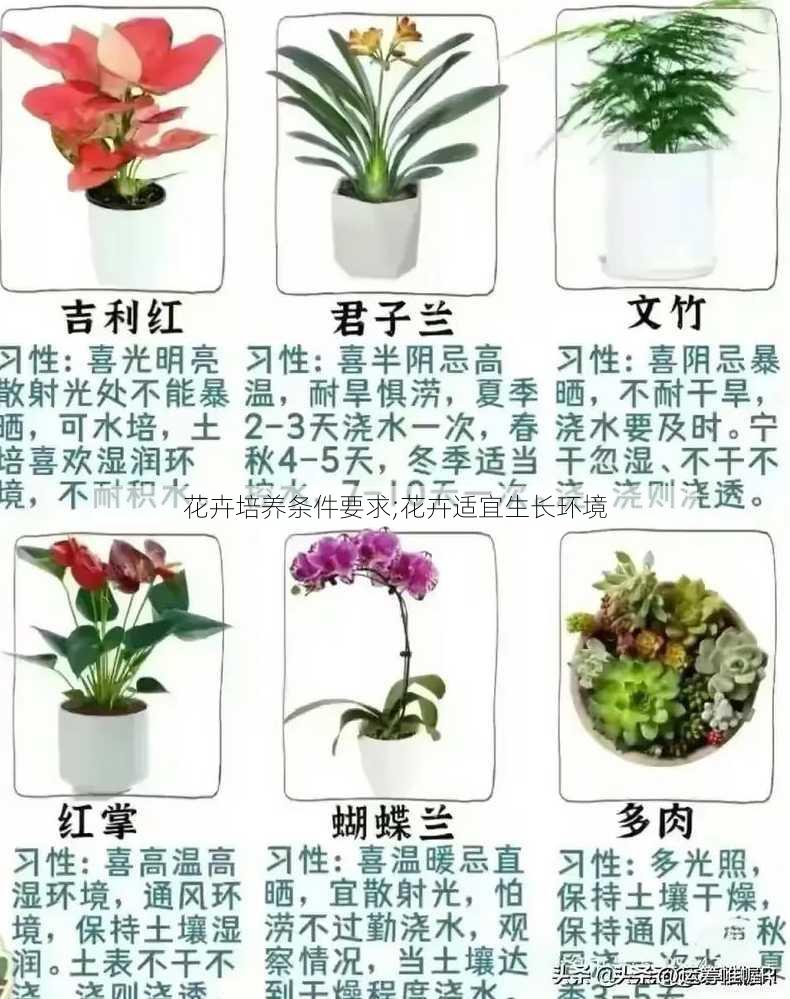 花卉培养条件要求;花卉适宜生长环境