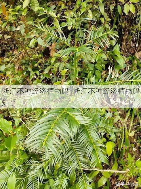 浙江不种经济植物吗_浙江不种经济植物吗知乎